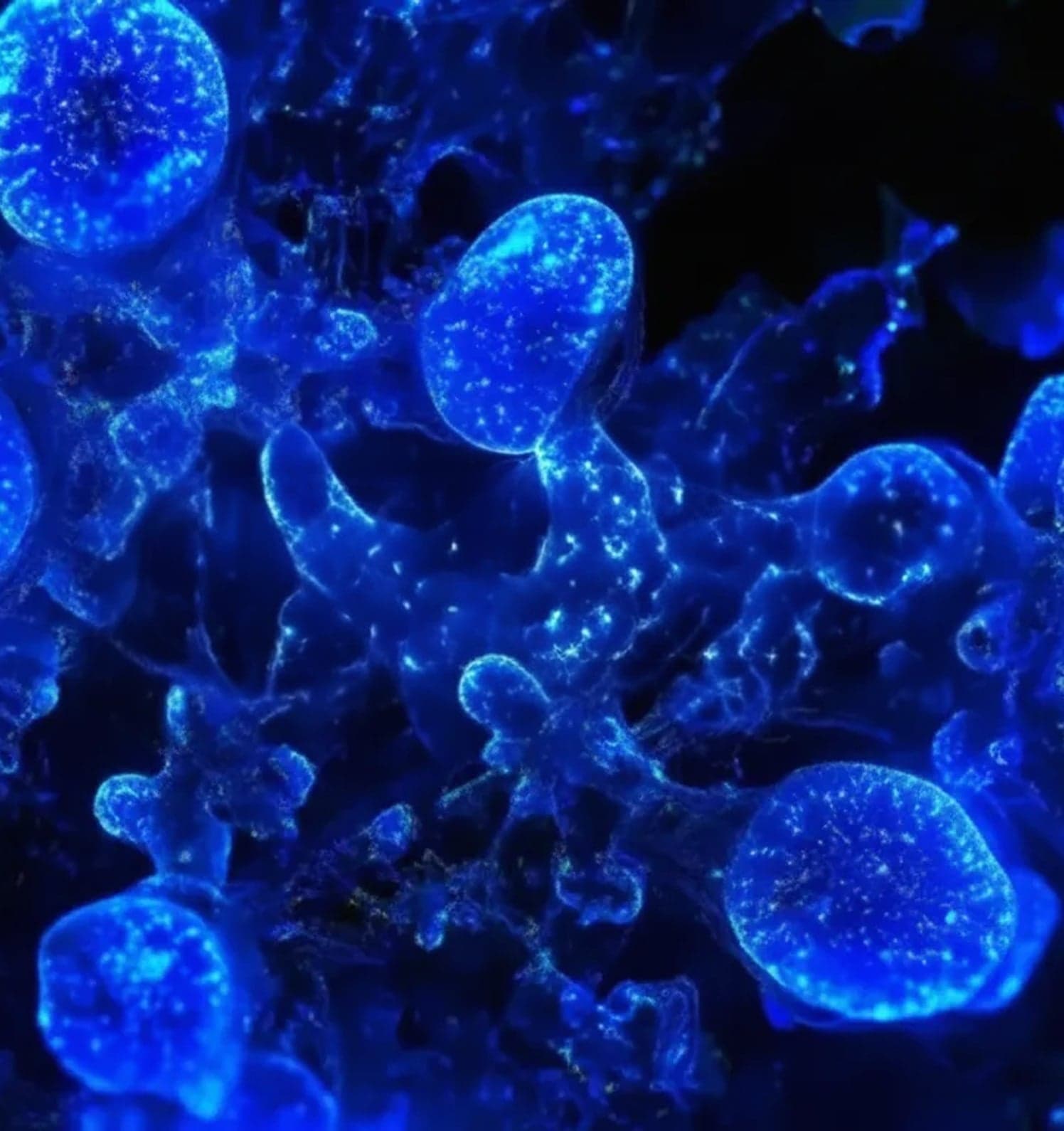 Copper Tripeptide -1