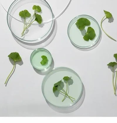 Centella Asiatica culture