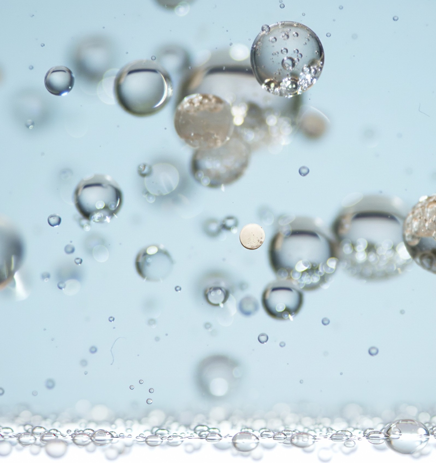 Edelweiss stem cells