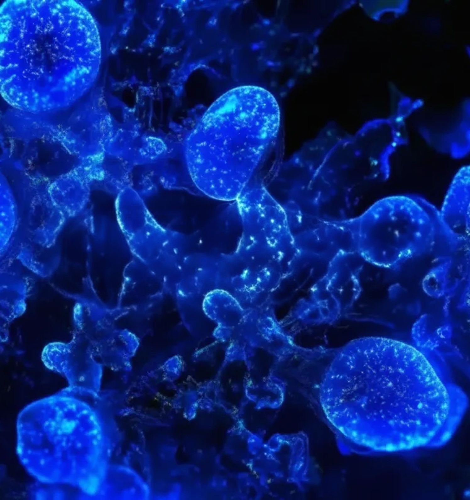 Copper Tripeptide -1