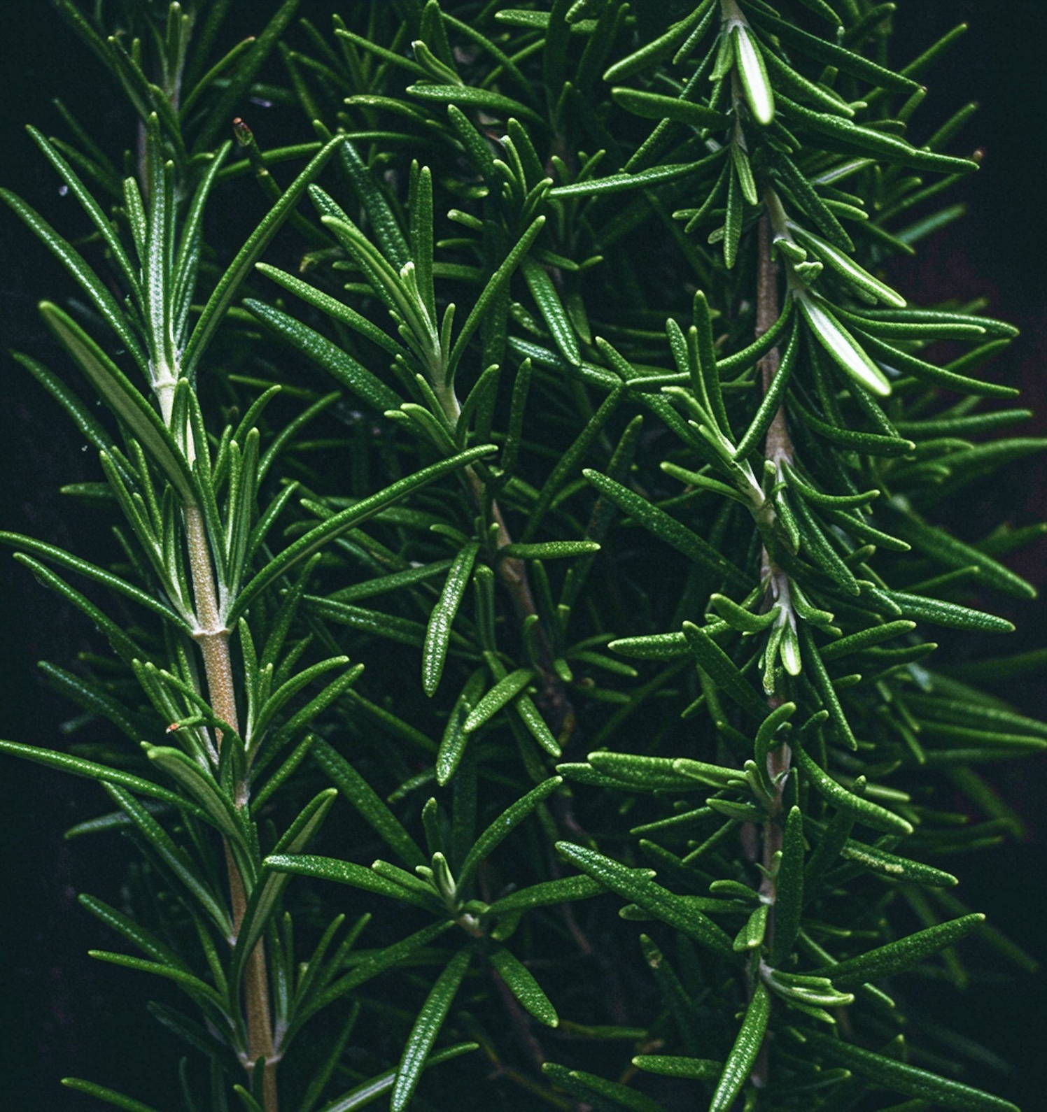 Rosemary extract