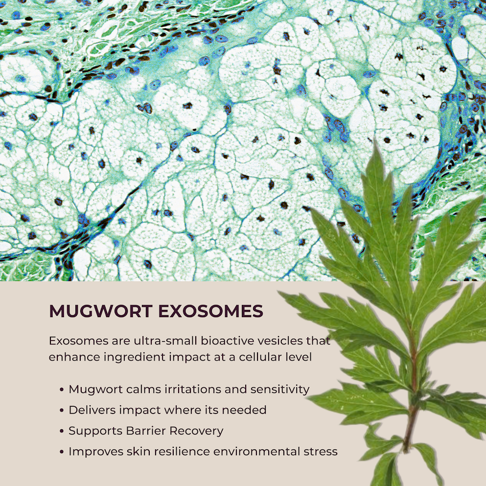 Dates & Coffee Sunrise Essence - View 5